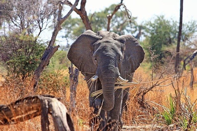 slon na safari