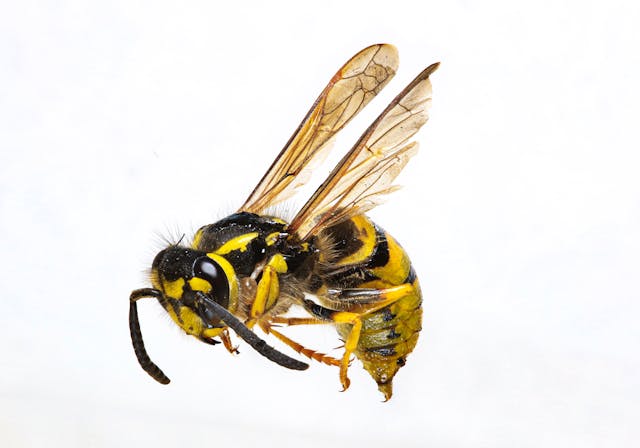 Vosa